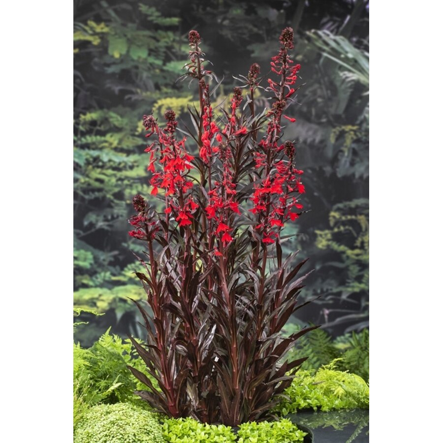 Lobelia Cardinalis | Waterlobelia | In 18CM Mand Kant en Klaar