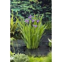 Iris Versicolor | Amerikaanse Iris | In 18CM Mand Kant en Klaar