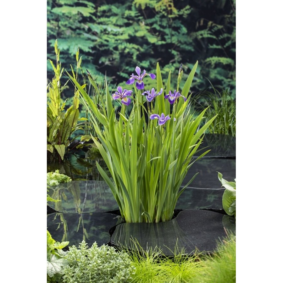 Iris Versicolor | Amerikaanse Iris | In 18CM Mand Kant en Klaar