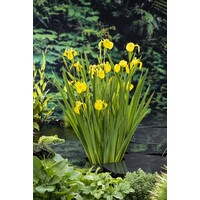 Iris Pseudacorus | Gele Lis | In 18CM Mand Kant en Klaar
