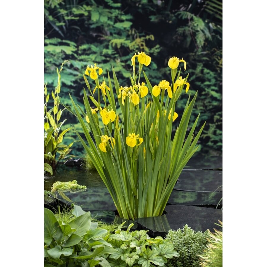 Iris Pseudacorus | Gele Lis | In 18CM Mand Kant en Klaar