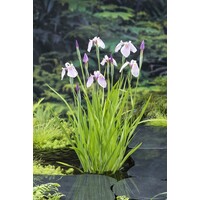 Iris Laevigata Rose Queen | Roze Lis | In 18CM Mand Kant en Klaar