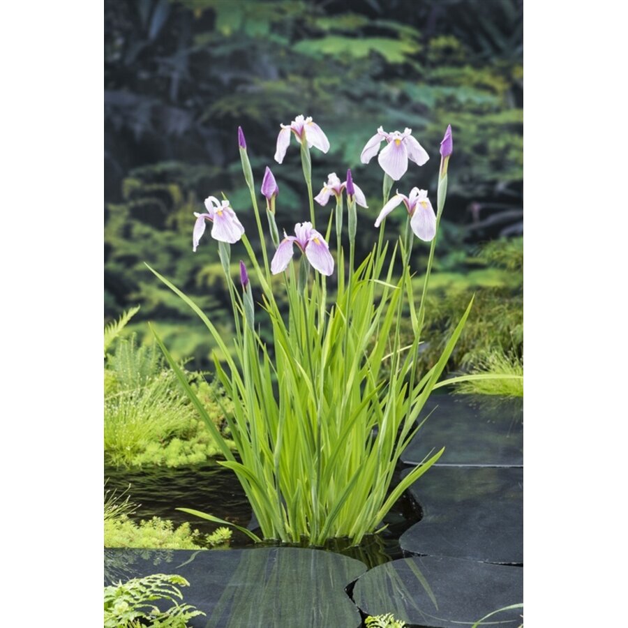 Iris Laevigata Rose Queen | Roze Lis | In 18CM Mand Kant en Klaar