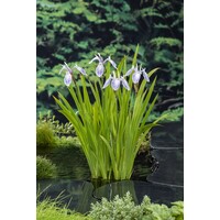 Iris Laevigata Mottled Beauty | Water Lis | In 18CM Mand Kant en Klaar