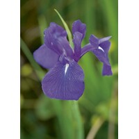 Iris Laevigata | Blauwe Lis | In 18CM Mand Kant en Klaar