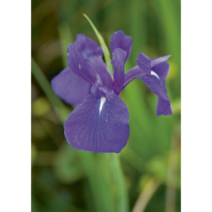 Iris Laevigata | Blauwe Lis | In 18CM Mand Kant en Klaar