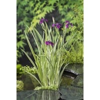 Iris kaempferi Variegata | Water Iris | In 18CM Mand Kant en Klaar