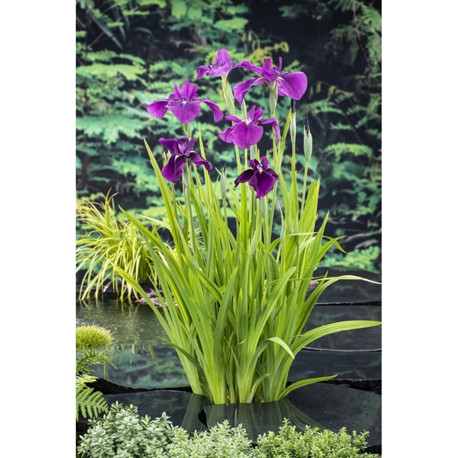 Iris kaempferi | Japanse Iris | In 18CM Mand Kant en Klaar