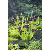 Iris Black Gamecock | Zwarte lis | In 18CM Mand Kant en Klaar