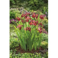 Iris Ann Chowing | Rode Water Lis | In 18CM Mand Kant en Klaar