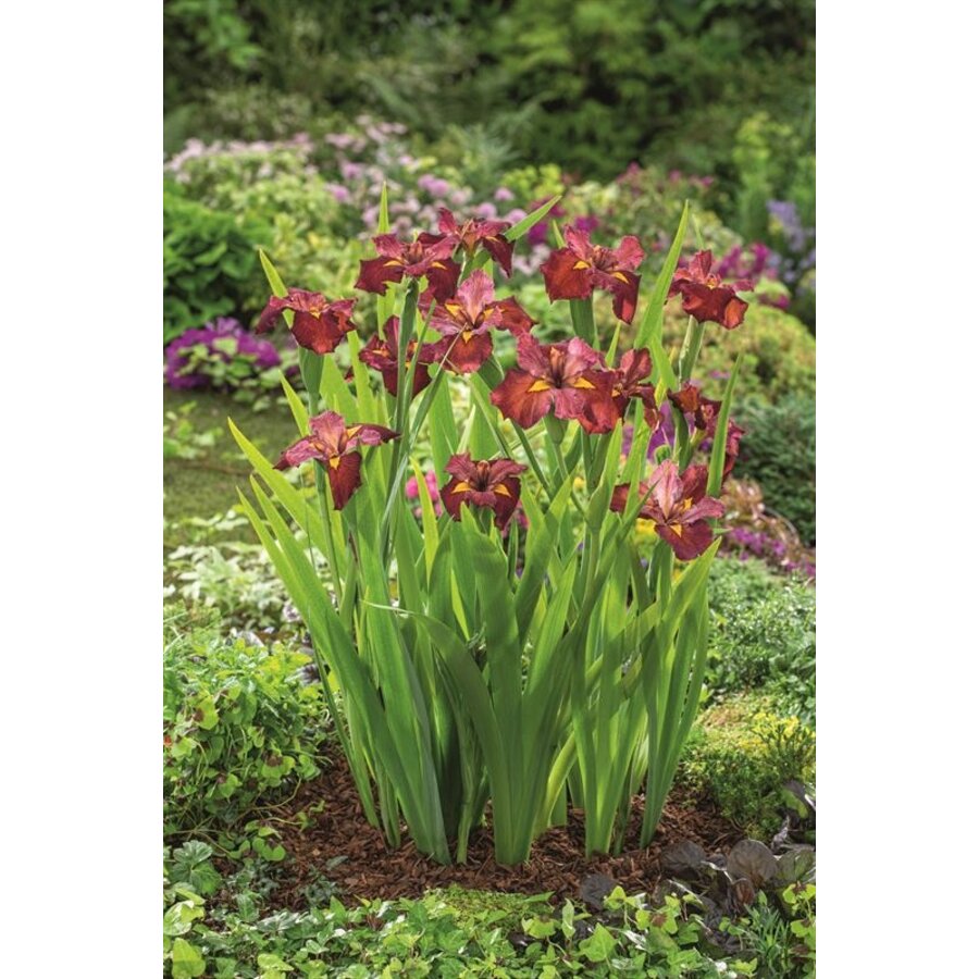 Iris Ann Chowing | Rode Water Lis | In 18CM Mand Kant en Klaar