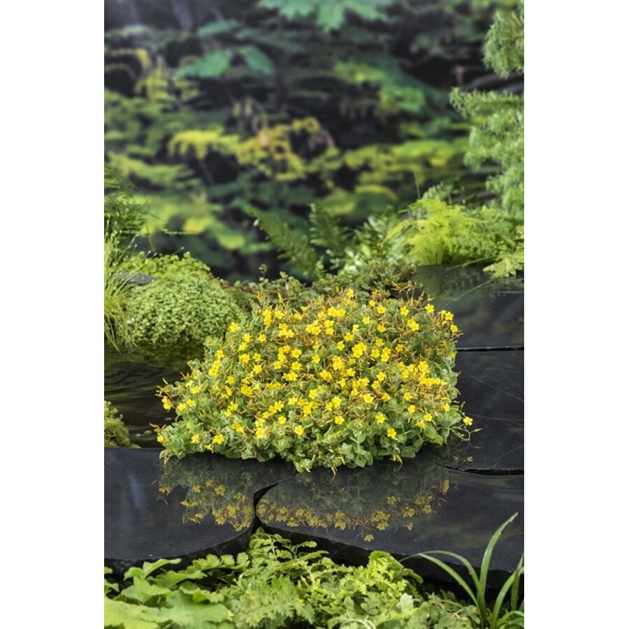Hypericum Elodes | Moerashertshooi | In 18CM Mand Kant en Klaar