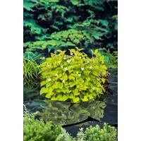 Houttuynia Cordata | Houttuynia | In 18CM Mand Kant en Klaar