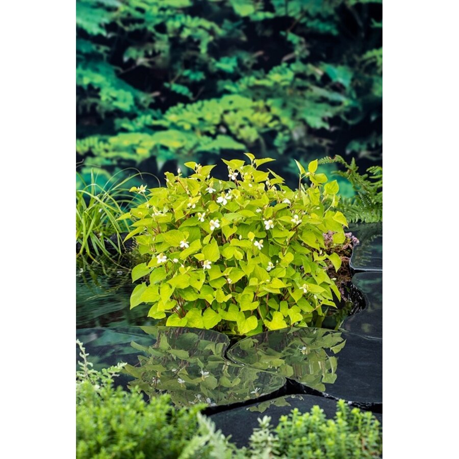 Houttuynia Cordata | Houttuynia | In 18CM Mand Kant en Klaar