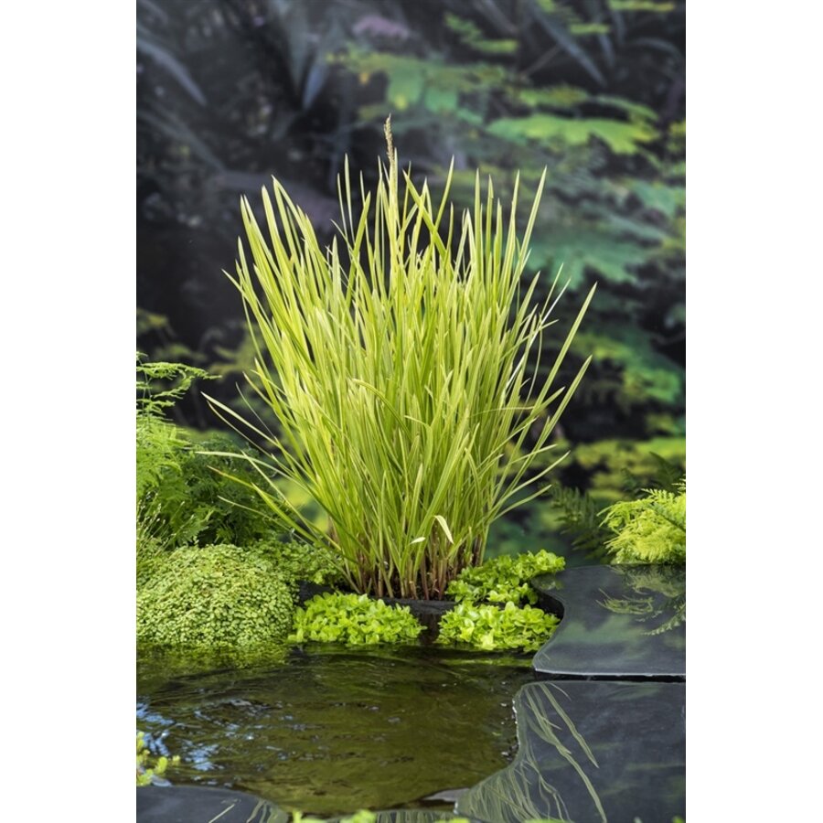 Glyceria Maxima Variegata | Bont liesgras | In 18CM Mand Kant en Klaar