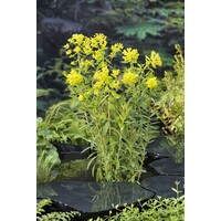 Euphorbia Palustris | Moeraswolfsmelk | In 18CM Mand Kant en Klaar