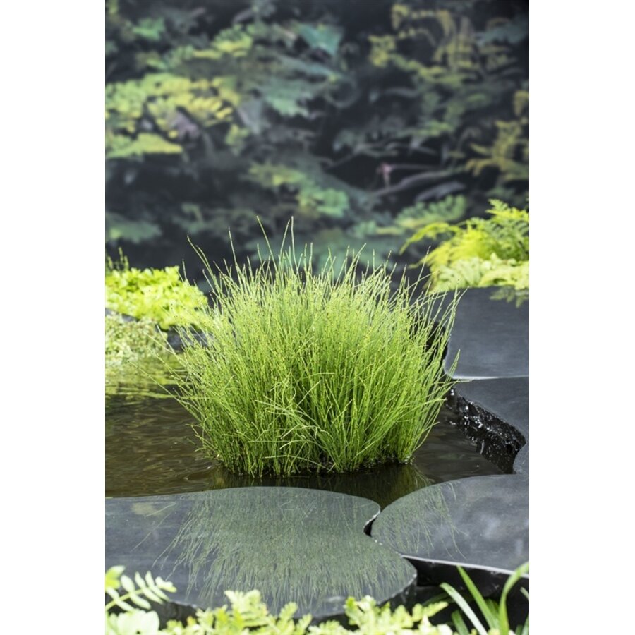 Equisetum Scirpoides | Dwergholpijp | In 18CM Mand Kant en Klaar