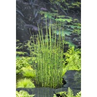 Equisetum Japonica | Japanse Holpijp | In 18CM Mand Kant en Klaar
