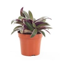 Tradescantia spathacea 'Sitara' terrariumplant en kamerplant | 9 cm pot | 26 cm hoog