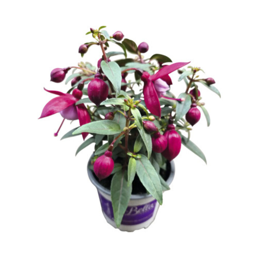 Fuchsia (Fuchsia x hybrida) | 25 cm hoog | 10 cm pot | verschillende kleuren | verkoop per stuk