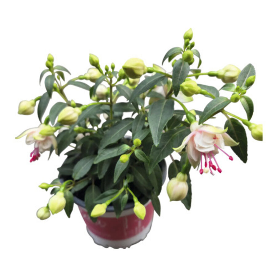 Fuchsia (Fuchsia x hybrida) | 25 cm hoog | 10 cm pot | verschillende kleuren | verkoop per stuk