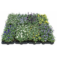 Viola cornuta mix | kleinbloemige viooltjes | 9 cm pot | ca. 12 cm hoog | mixkleuren | verkoop per stuk
