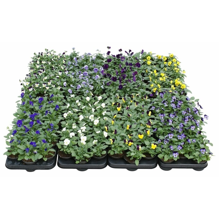 Viola cornuta mix | kleinbloemige viooltjes | 9 cm pot | ca. 12 cm hoog | mixkleuren | verkoop per stuk