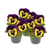 Viola (Cornuta) Twix F1 Yellow Purple Wing hoornviooltje | geel met paarse vleugels | 9 cm pot | 12 cm hoog bij levering