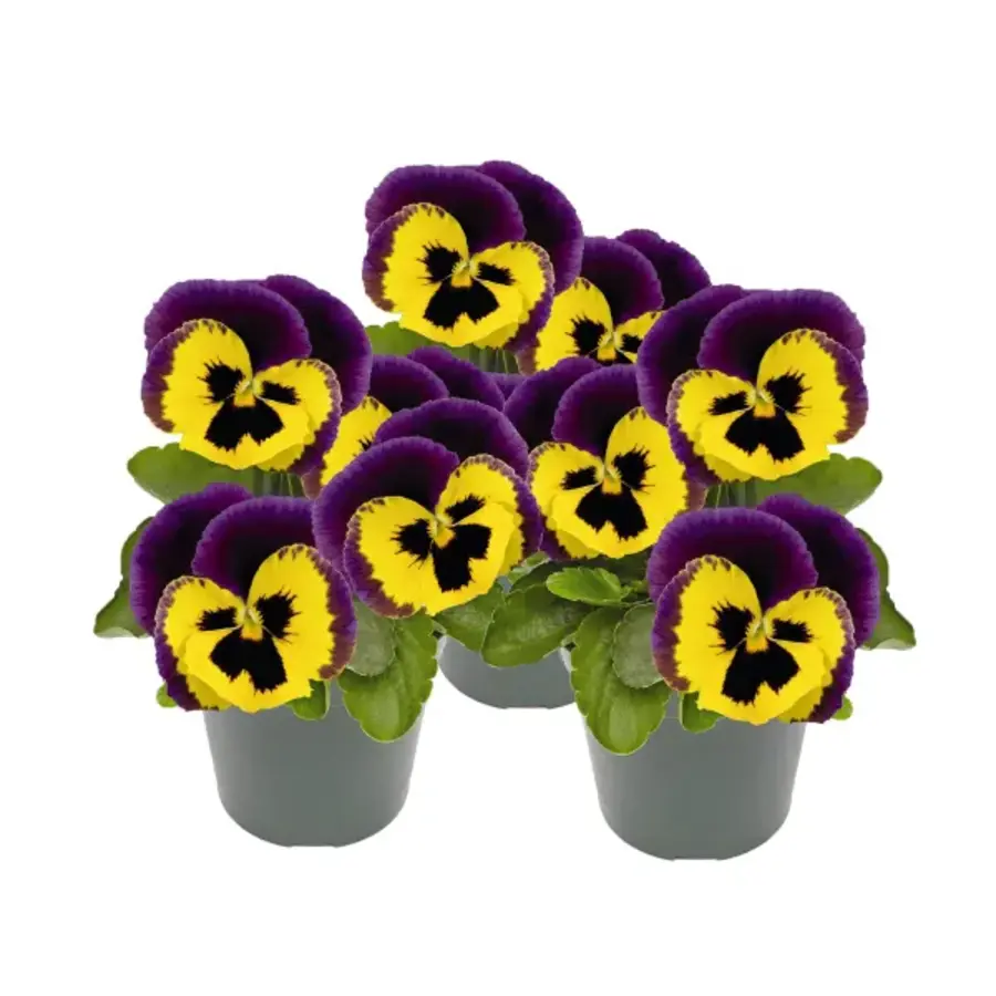 Viola (Cornuta) Twix F1 Yellow Purple Wing hoornviooltje | geel met paarse vleugels | 9 cm pot | 12 cm hoog bij levering