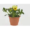 Viola (Cornuta) Twix F1 Yellow with Eye | 9cm pot | 12 cm