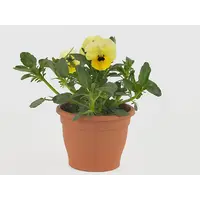 Viola (Cornuta) Twix F1 Yellow with Eye hoornviool | 9cm pot | 12 cm hoog bij levering