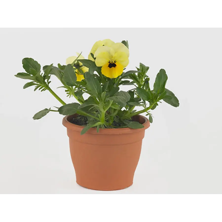 Viola (Cornuta) Twix F1 Yellow with Eye hoornviool | 9cm pot | 12 cm hoog bij levering