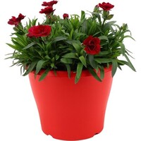Dianthus Oscar Red Star anjer | 9 cm pot | 16 cm hoog | compacte rijkbloeiende tuinplant