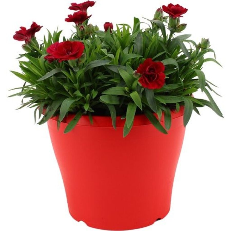 Dianthus Oscar Red Star anjer | 9 cm pot | 16 cm hoog | compacte rijkbloeiende tuinplant