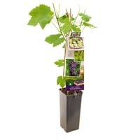 Vitis vinifera druivenrank | klimplant met eetbare druiven | 11 cm pot | 60 cm hoog