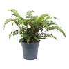 Glansschildvaren (Polystichum polyblepharum) | 10 cm pot | 20 cm hoog