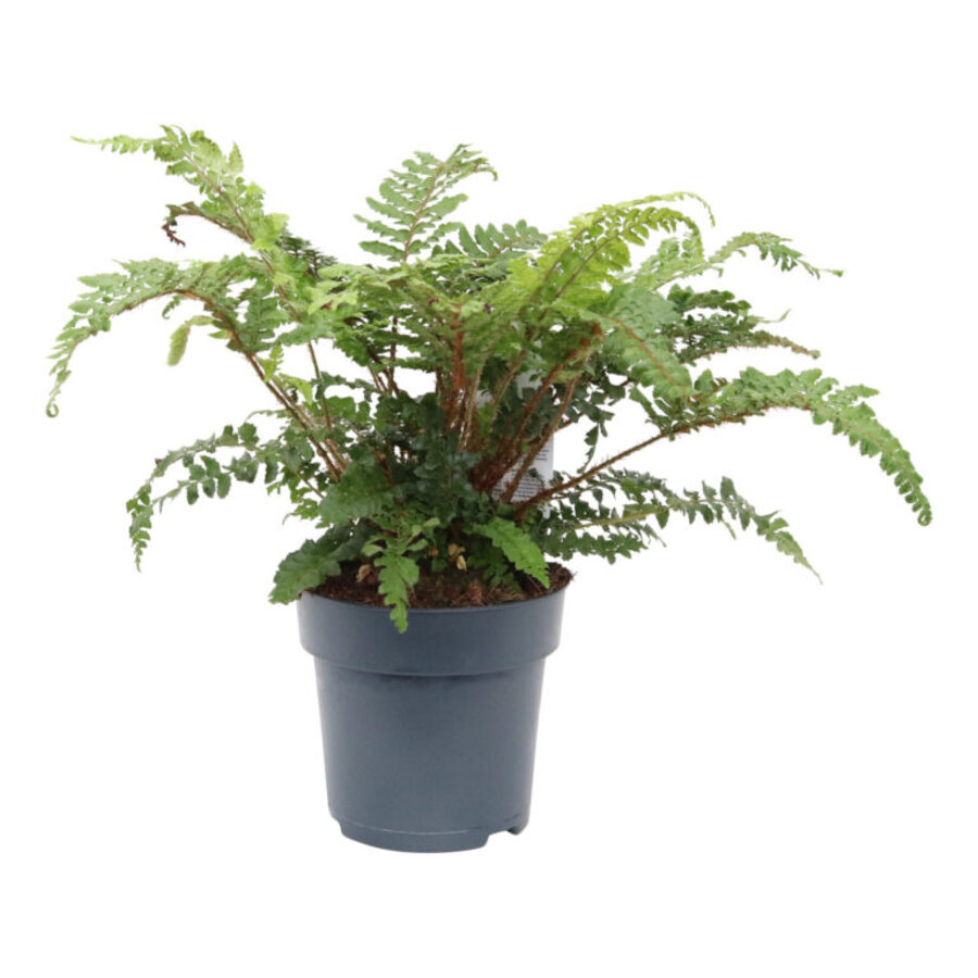 Glansschildvaren (Polystichum polyblepharum) | wintergroene schaduwvaren | 10 cm pot | 20 cm hoog