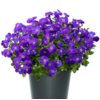 Aubrieta gracilis 'Kitte' | 13 cm pot | 15 cm hoog