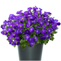 Aubrieta gracilis 'Kitte' blauwkussen | bodembedekker voor rotstuin en rand | 13 cm pot | 15 cm hoog bij levering