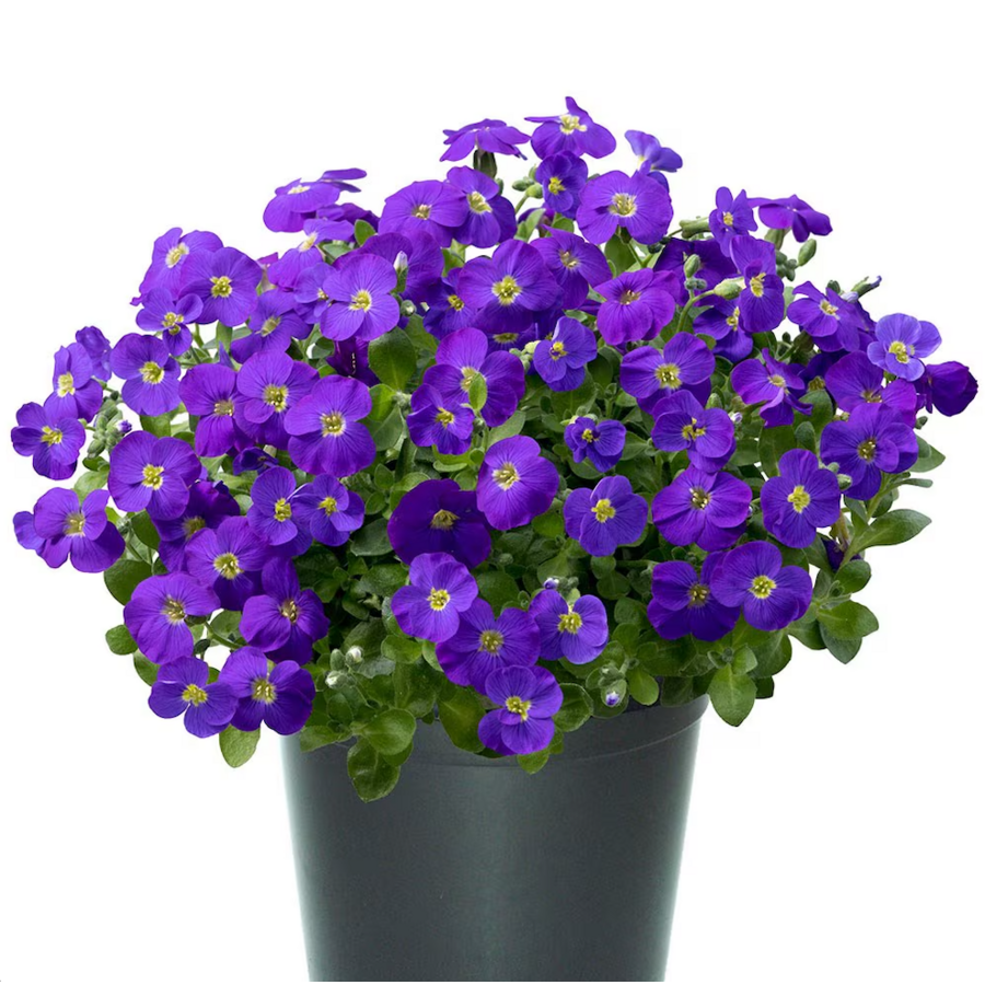 Aubrieta gracilis 'Kitte' blauwkussen | bodembedekker voor rotstuin en rand | 13 cm pot | 15 cm hoog bij levering