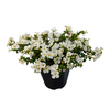 Bacopa Sutera 'White Showers' | 10 cm pot | 15 cm hoog