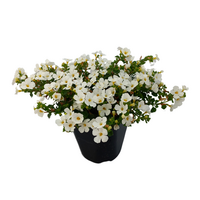 Bacopa Sutera 'White Showers' | 10 cm pot | 15 cm hoog | rijkbloeiende witte hangplant