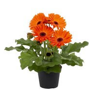 Gerbera crocea ORANJE in 9 cm pot | zomerse oranje bloeier voor pot, balkon en border | 25 cm bij levering