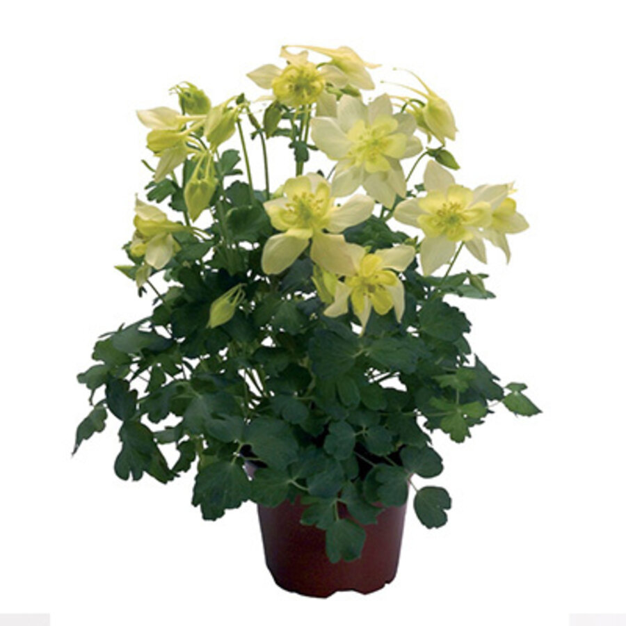 Aquilegia caerulea | akelei met sierlijke  bloemen | 17 cm pot | 35 cm hoog bij levering