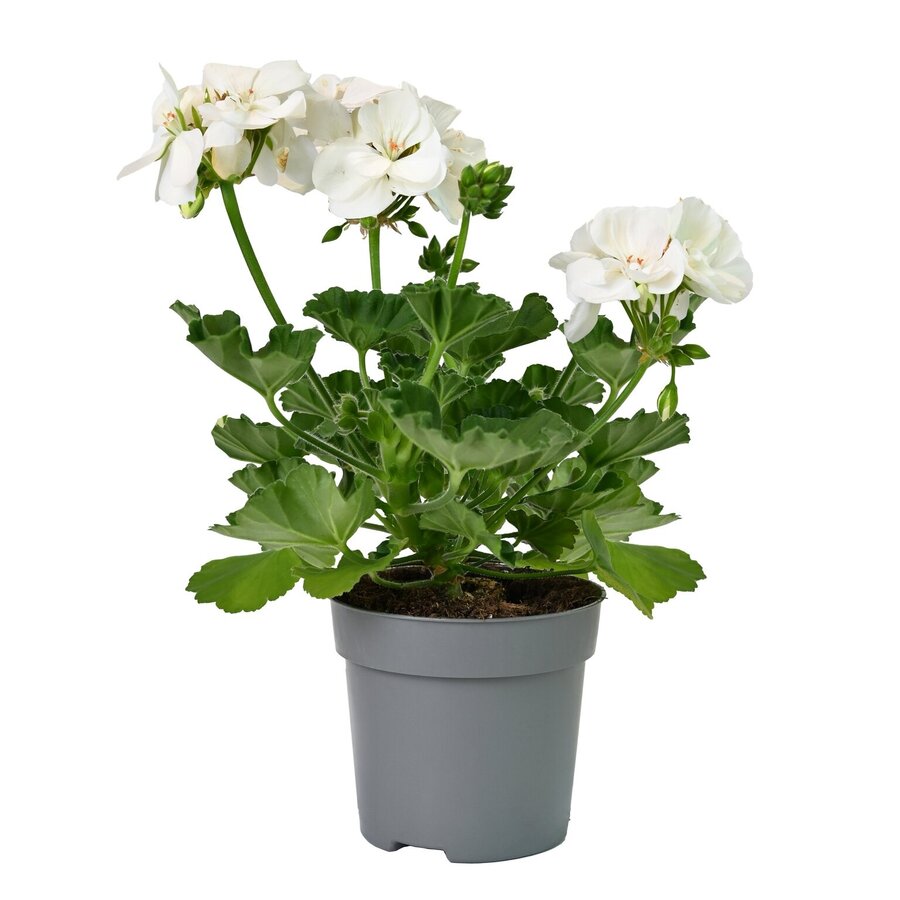Pelargonium zonale 'White' (staande geranium) | 10 cm pot | 25 cm hoog bij levering