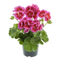 Geranium 'Calliope Large Lavender Splash' | 10 cm pot | ca. 25 cm hoog | rijkbloeiende balkon en terrasplant met lavendelroze bloemen