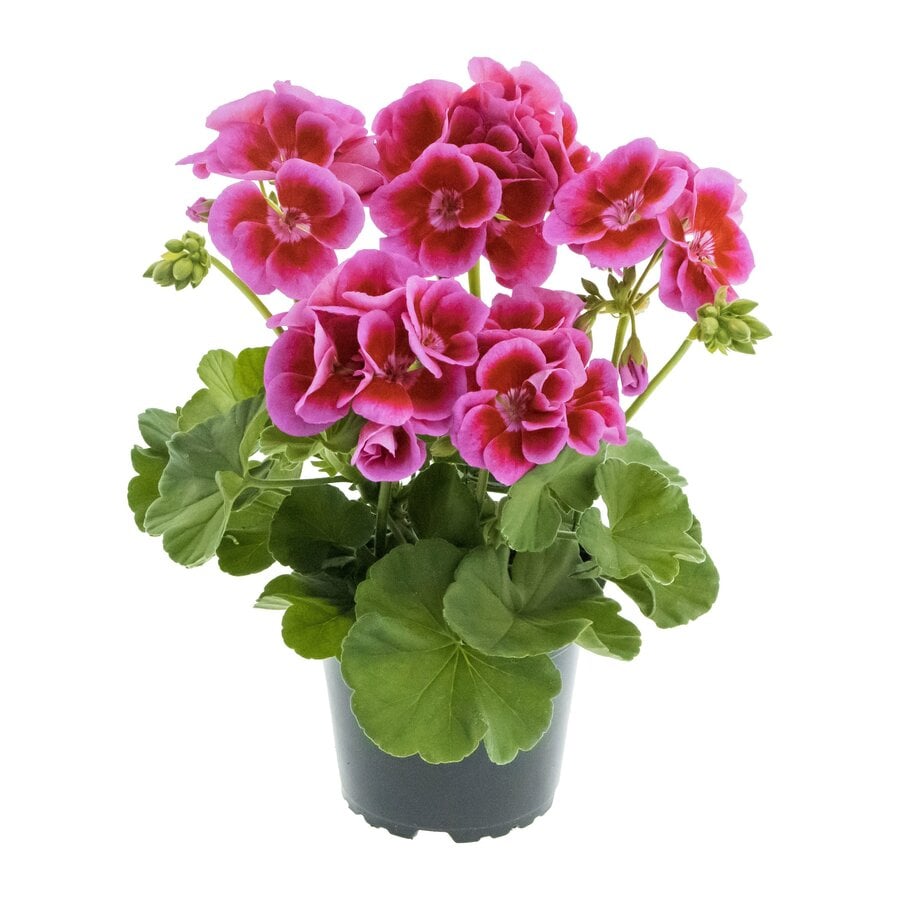 Geranium 'Calliope Large Lavender Splash' | 10 cm pot | ca. 25 cm hoog | rijkbloeiende balkon en terrasplant met lavendelroze bloemen