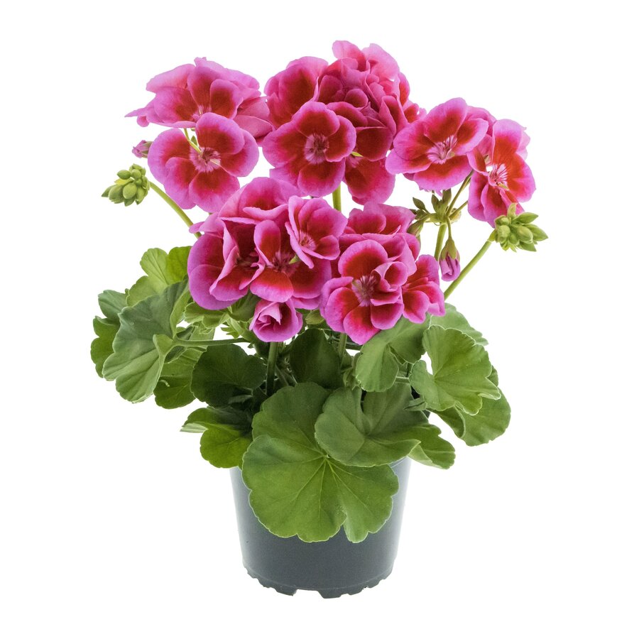 Geranium 'Calliope Large Lavender Splash' | 10 cm pot | ca. 25 cm hoog | rijkbloeiende balkon en terrasplant met lavendelroze bloemen