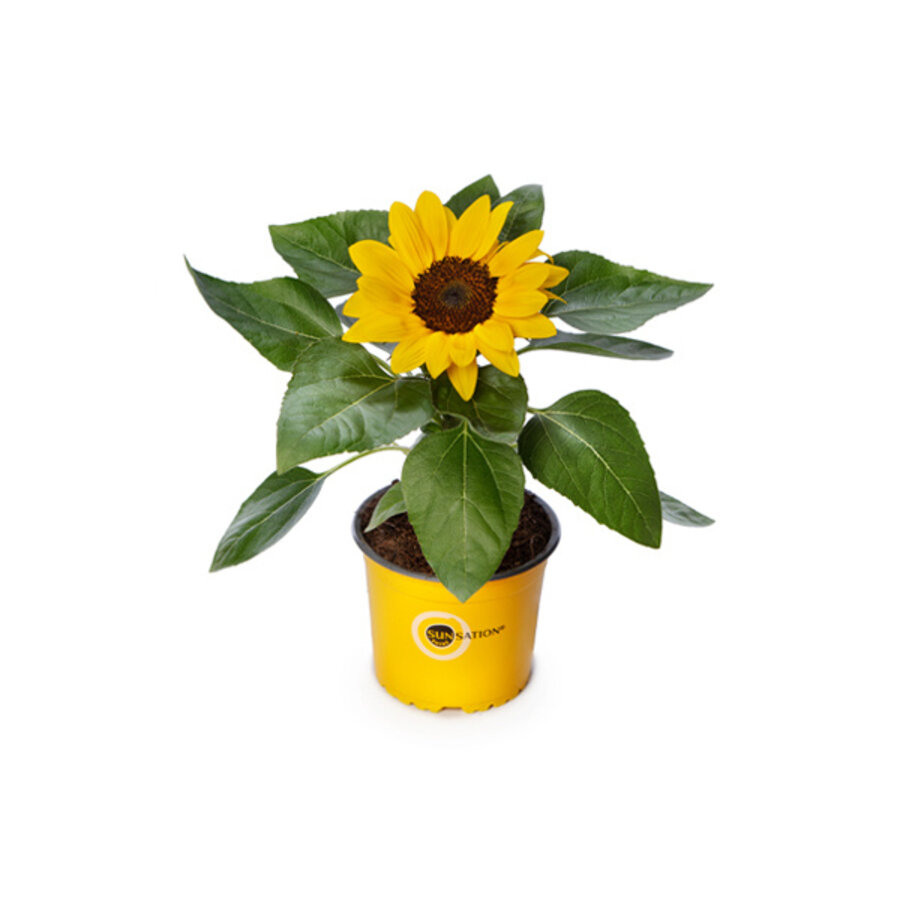 Helianthus 'Sunsation' potzonnebloem in 13 cm pot | Compacte zomerbloeier | 30 cm hoog bij levering
