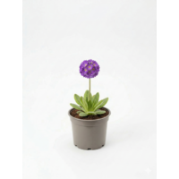 Primula denticulata | kogelprimula in 14 cm pot | 25 cm hoog bij levering